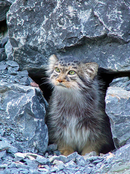 Pallas's cat at the Zurich Zoo
