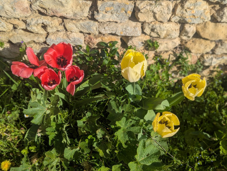 tulipes rouges et tulipes jaunes