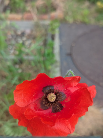 Coquelicot en gros plan