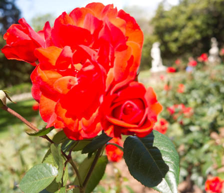 Photo d'une rose prise dans les Auckland Gardens