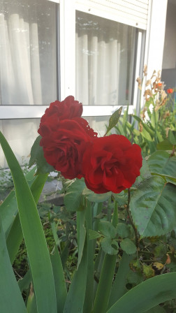 bouquet de trois roses rouge devant une baie vitrée