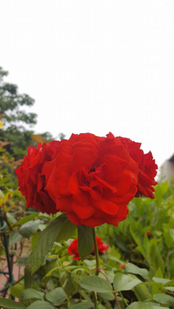 bouquet de trois rose rouge