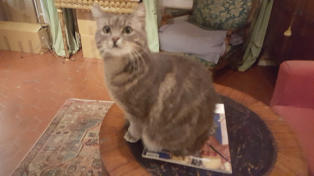 Jeune chat sur guéridon regardant l'objectif