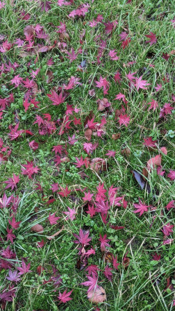 Feuilles d'erables du japon sur la pelouse