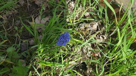 Muscari d'Arménie