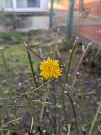 Corète du Japon, la premiére feuille de l'arbuste