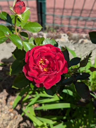 rose rouge