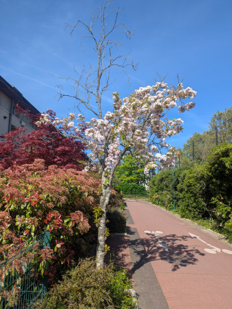 Cerisiers en fleurs avec une branche morte
