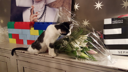 Sur une commode, un chat reniflant un bouquet de lys