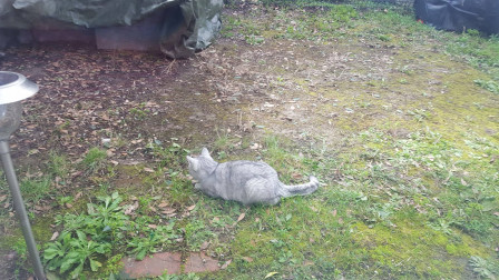 Chat regardant quelque chose