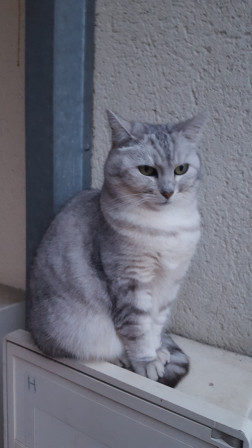 Chat assis sur un coffre de compteur de gaz