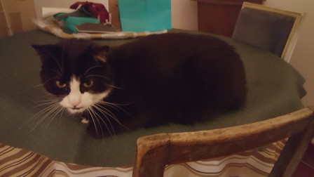 Chat noir à museau blanc couché sur une table