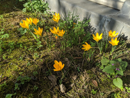 crocus orange