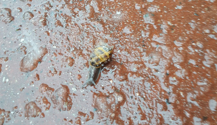 Escargat sur un sol avec de la neige fondue sur le sol et sur la coquille de l'escargot