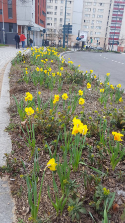 Parterre de jonquille au niveau du rond point jean-Pierre Timbault  vers le boulevard Zéphirin Camelinat à Gennevilliers