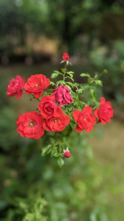 bouquet de huit roses roses sur le rosier.