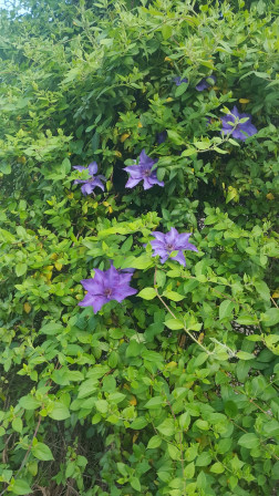 Clématites violettes