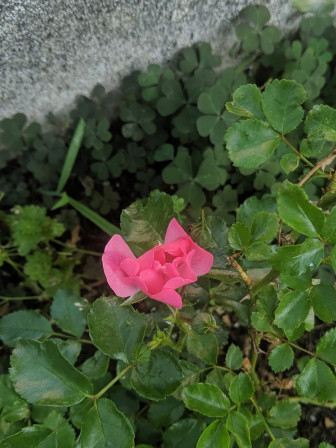 rose rose dans un bac de jardin