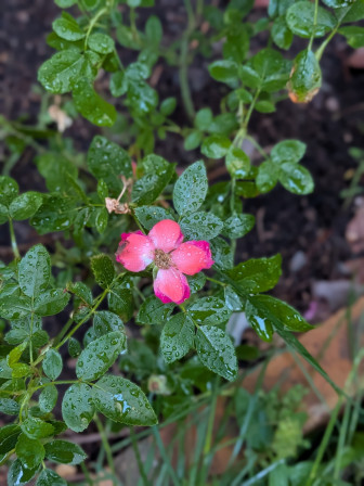 fleur rose sur un rosier buisson