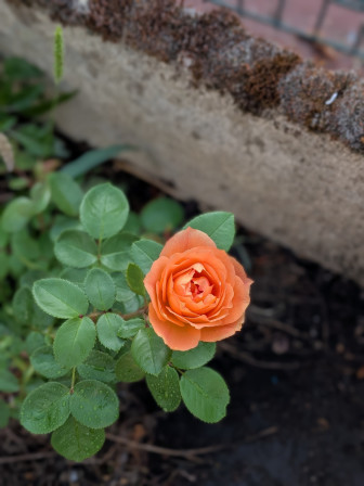 rose jaune orange juste aprés l'éclosion