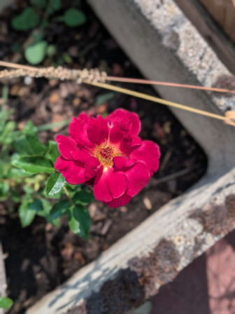 Rose rose pris en gros plan