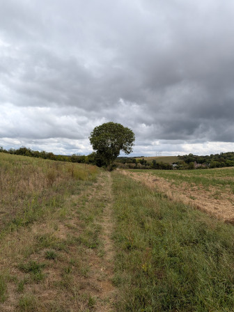 Arbre solitaire dans les champs prés des Fortes Terres à Labbeville