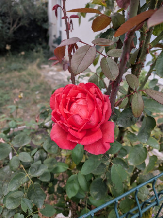 grosse Rose rose