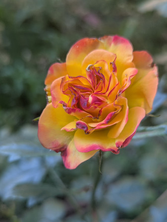 rose jaune et rouge