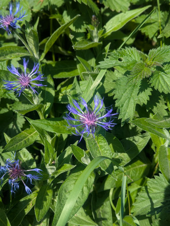 bleuets