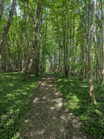 chemin dans un bois entre magny en Vexin et Chars