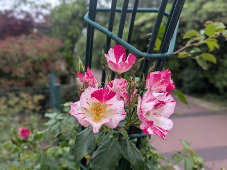 bouquets de roses blanche et roses sur une arche de jardin