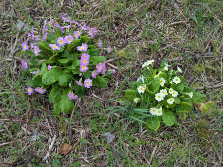 Primevères communes