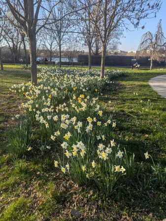 Champs  de narcisse aux parc des chanteraines