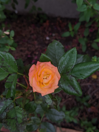 une rose  de couleur jaune et des bors roses dans la rosée
