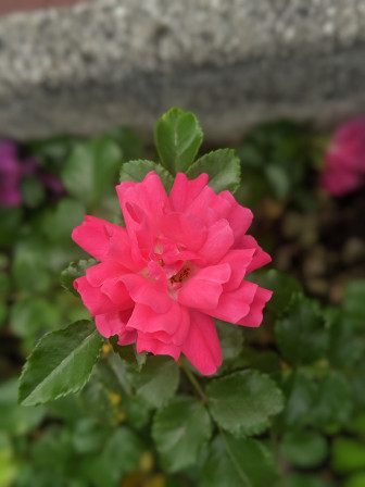 une rose  dans mon jardin